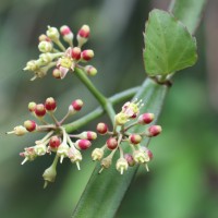 Cissus quadrangularis L.